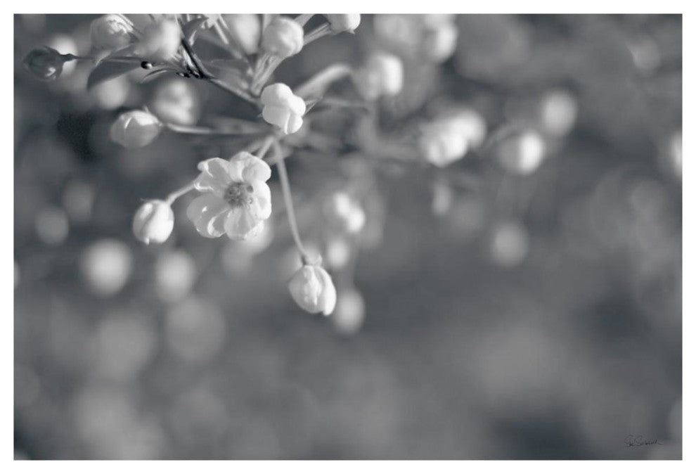 "Blush Blossoms II BW" Digital Paper Print by Sue Schlabach, 20"x14"