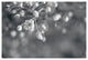 "Blush Blossoms II BW" Digital Paper Print by Sue Schlabach, 20"x14"