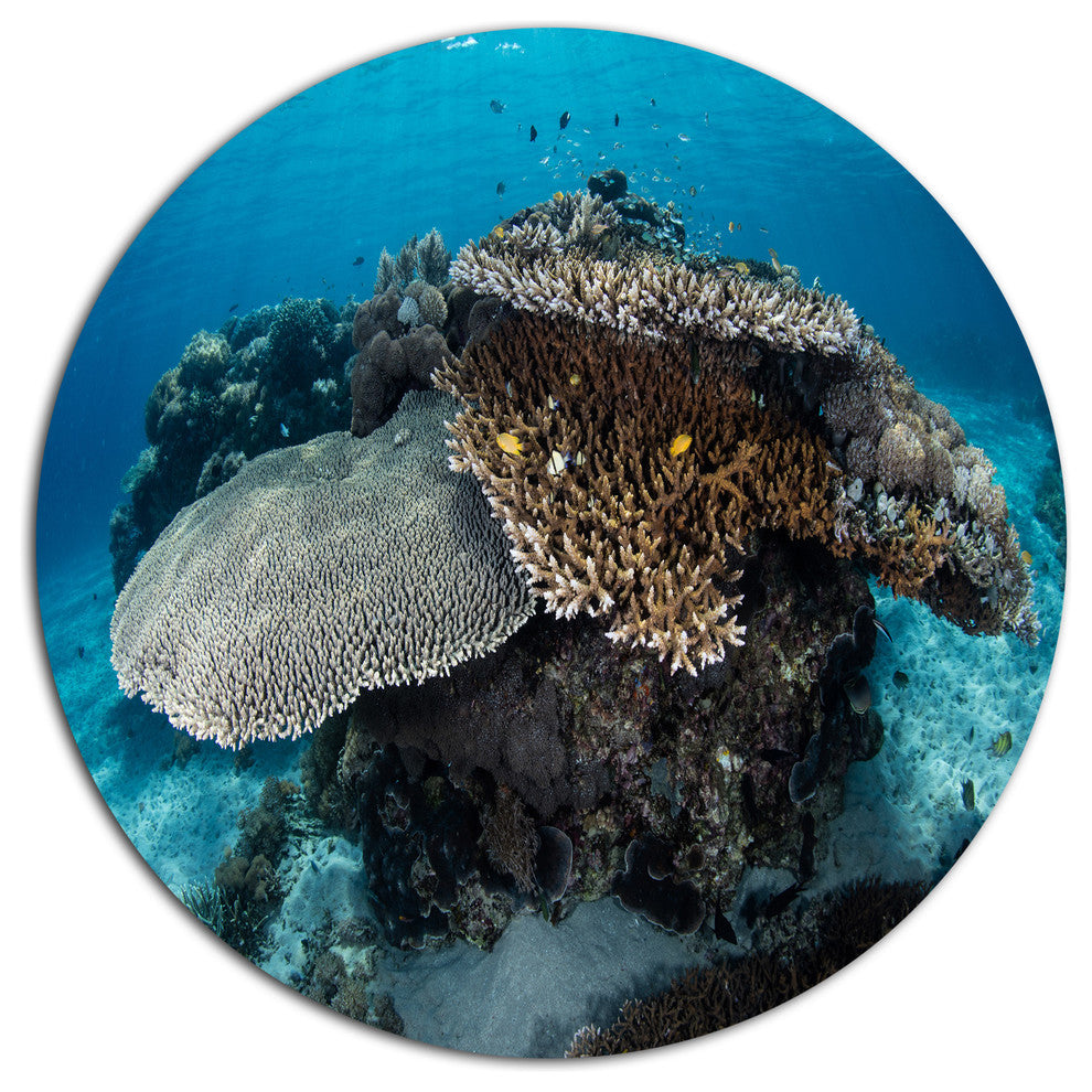 Corals And Fish In Komodo National Park, Seashore Disc Artwork, 11"