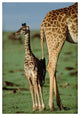 "Giraffe mother with young, Kenya" Paper Print by Tim Fitzharris, 42"x62"
