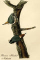 Brown Headed Nuthatch - Fine Art Giclee Print 24" x 36"
