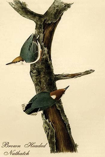 Brown Headed Nuthatch - Fine Art Giclee Print 24" x 36"