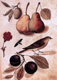 Ulisse Aldrovandi Specimens of Nature, Gallery Wrapped Canvas Print, 18"x27"