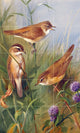Tile Mural SEDGE WARBLER sky shrubs Kitchen Backsplash Four Inch Marble
