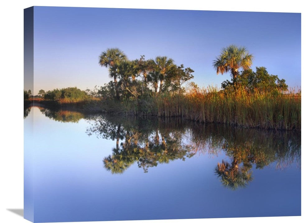 "Royal Palms And Reeds, Fakahatchee State Preserve, Florida" Artwork
