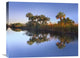 "Royal Palms And Reeds, Fakahatchee State Preserve, Florida" Artwork