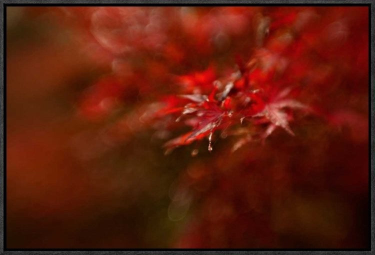 "Maple" Framed Canvas Giclee by Mel Brackstone, 23x16"