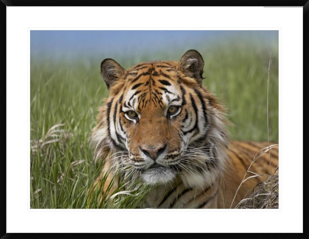 Siberian Tiger Portrait, Endangered, Native To Siberia, 38"x30"