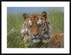 Siberian Tiger Portrait, Endangered, Native To Siberia, 38"x30"