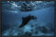 Manta Ray, 18"x12"