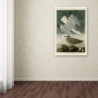 Audubon 'Herring Gullplate 291' Canvas Art, 32 x 22