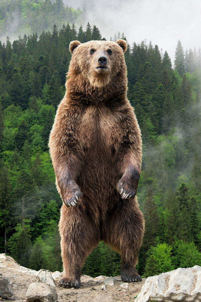 Big Standing Brown Bear On Mountain Top Loose Wall Art Print, 12" X 16"