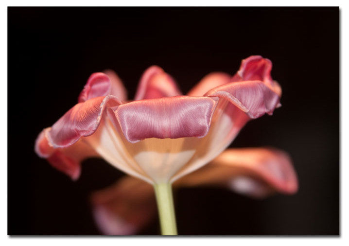 'Tulip' Canvas Art by Martha Guerra