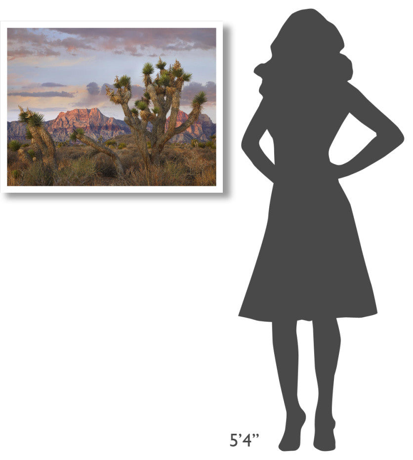 "Joshua Tree, Spring Mountains, Red Rock Canyon Conservation" Paper Art, 34"x26"
