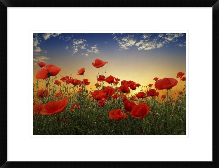 "Poppies" Framed Digital Print by Tais, 26"x20"