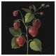 "Fraise no Words" Digital Paper Print by Silvia Vassileva, 26"x26"
