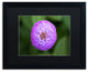 Jason Shaffer 'Purple Flower' Matted Framed Art, Black Frame, Black Mat, 20x16