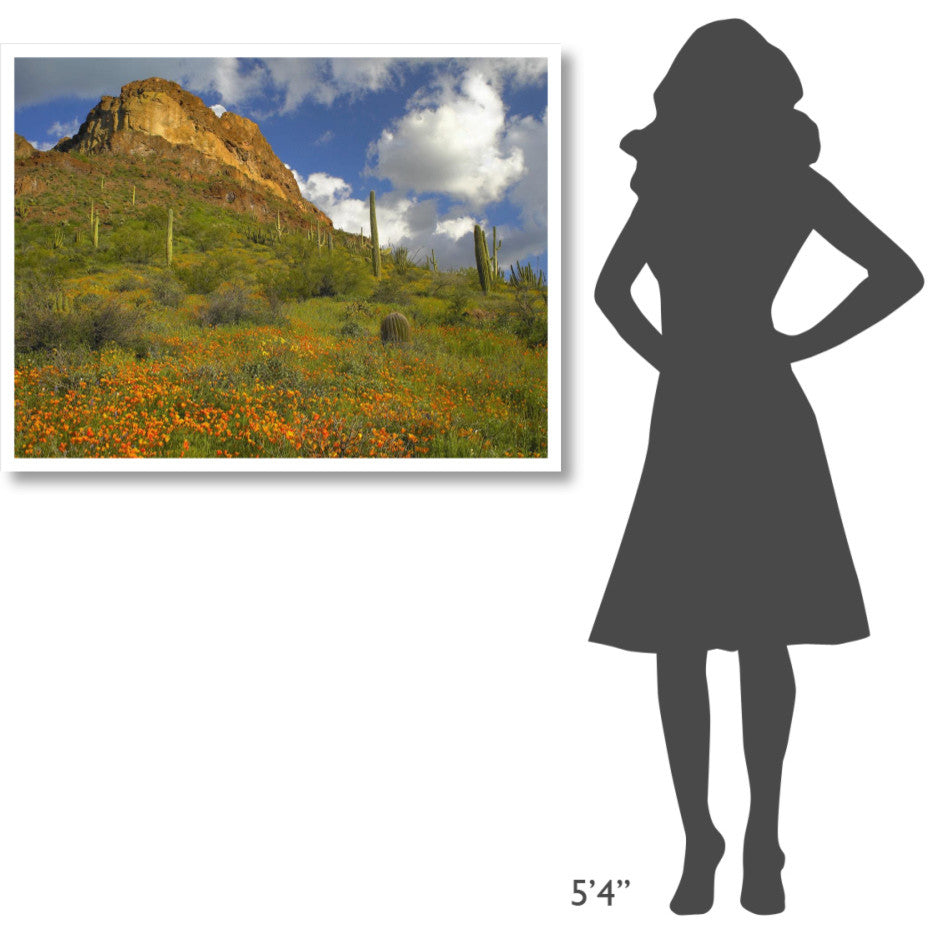 "California Poppy, Saguaro cacti, Organ Pipe Cactus Monument" Paper Art, 42"x32"