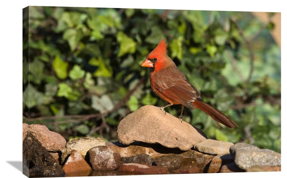 "Northern Cardinal Male, Santa Rita Mountains, Arizona" Artwork, 36" x 24"