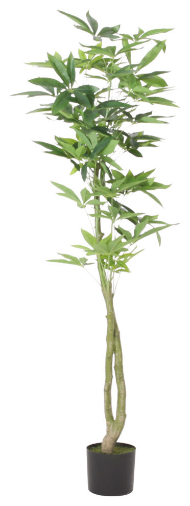 Coles Artificial Money Tree, Green, 31.5wx31.5dx63h