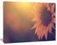 Vintage Photo Of Sunflower Close up, Large Floral Canvas Art Print, 60"x28"