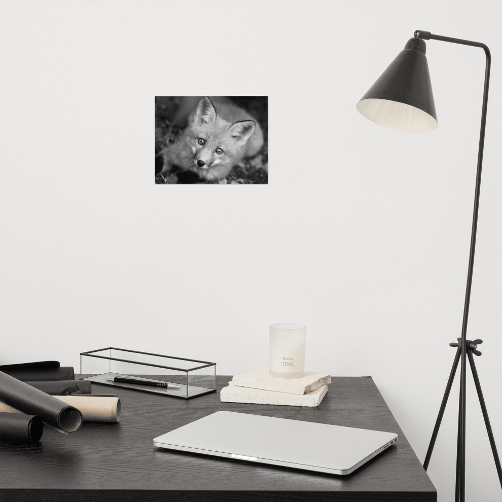 Young Red Fox Face Black & White Animal Wildlife Photograph Loose Wall Art Print, 8" X 10"