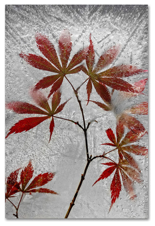 Secundino Losada 'Red Maple' Canvas Art, 30x47