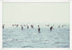 Paddle Board Fleet, Giclee Reproduction Artwork