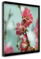 "Quince Blossoms III" By Sue Schlabach, Giclee Print on Gallery Wrap Canvas
