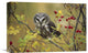 "Northern Saw-Whet In A Wild Rose Bush, British Columbia, Canada" Artwork