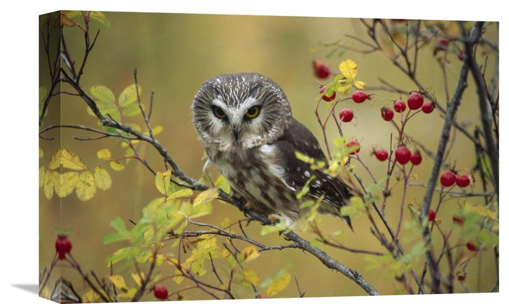 "Northern Saw-Whet In A Wild Rose Bush, British Columbia, Canada" Artwork