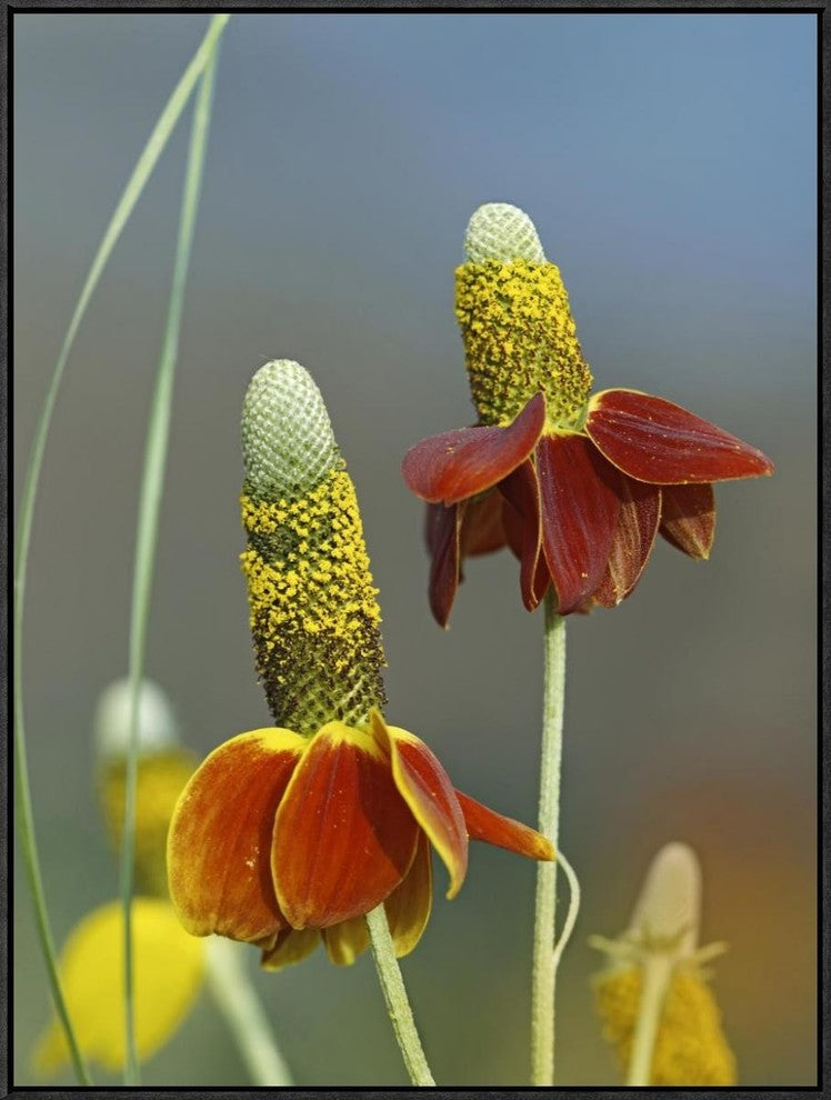 "Mexican Hat flowers in bloom, North America"  by Tim Fitzharris, 25x33"