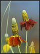 "Mexican Hat flowers in bloom, North America"  by Tim Fitzharris, 25x33"