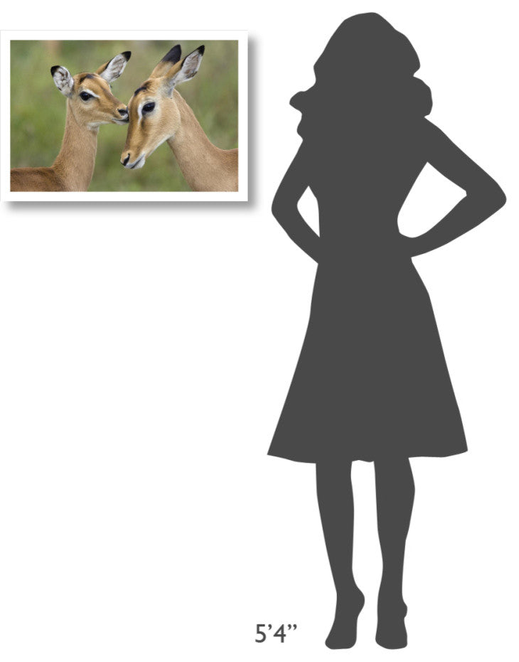 "Impala fawn grooming mother, Serengeti National Park" Paper Art, 26"x18"