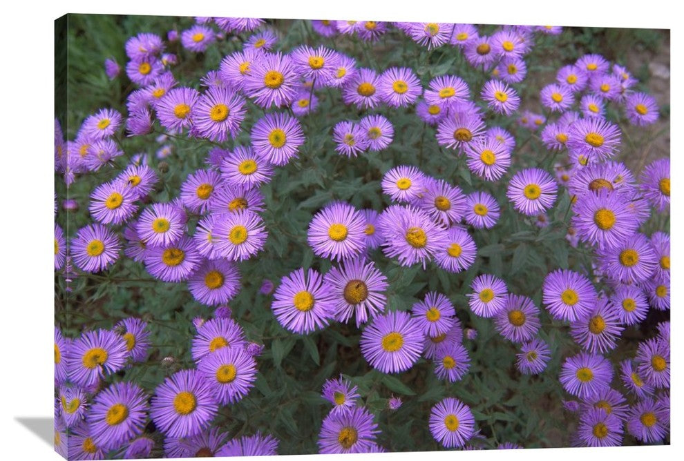 "Smooth Aster Plant In Full Summer Bloom, Colorado" Artwork, 40" x 30"