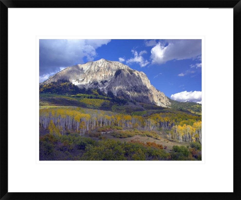 "Fall colors at Gunnison National Forest, Colorado"  by Tim Fitzharris, 24x20"