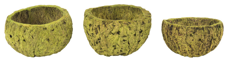 all Natural Mayan Coconut, Dried , Basil, 3-4" W