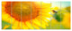 Beautiful Sunflowers Blooming, Large Animal Canvas Art Print, 83"x32", 7 Panels