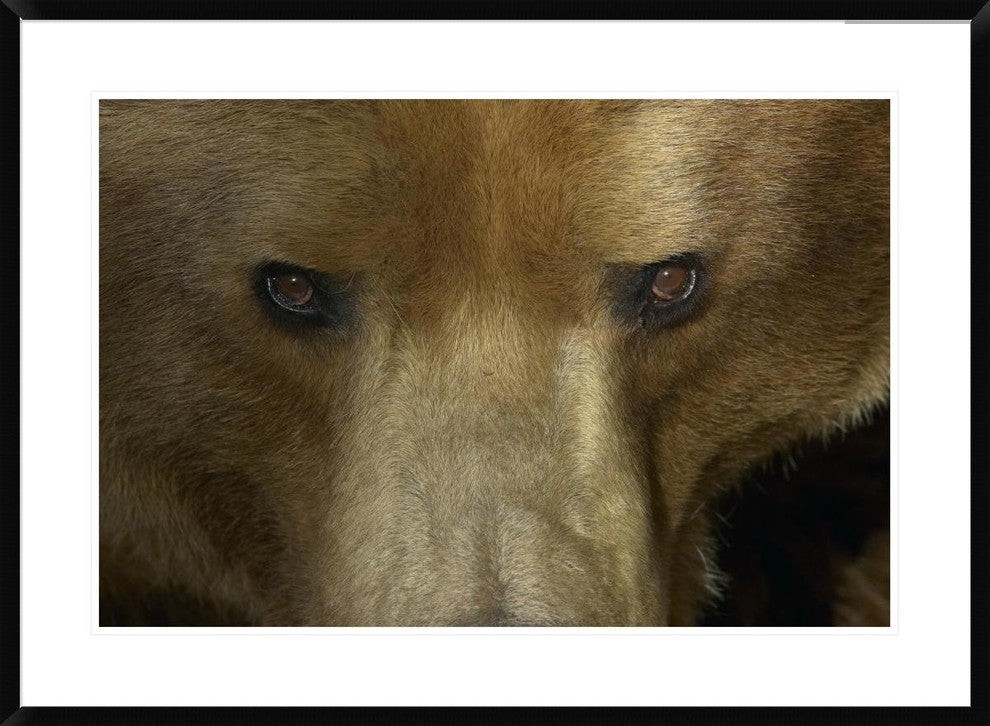 "Grizzly Bear portrait, native to North America"  by San Diego Zoo, 38x28"