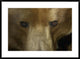 "Grizzly Bear portrait, native to North America"  by San Diego Zoo, 38x28"