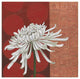 "Morning Chrysanthemum II" Digital Paper Print by Kathrine Lovell, 42"x42"