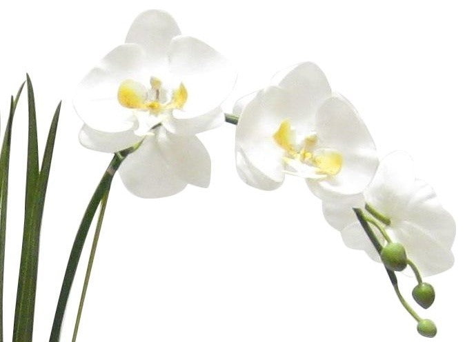 Artificial Phalaenopsis Double Orchid Drop In