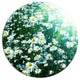 Sunny Garden With Cute White Flowers, Flower Disc Metal Wall Art, 36"