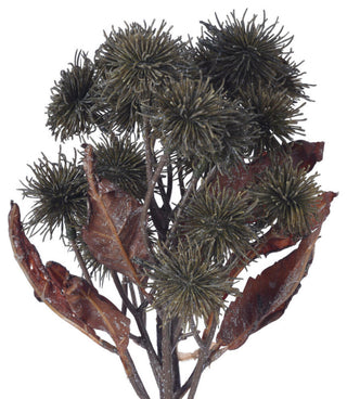 Close-up view of the flower head and leaves on white background.