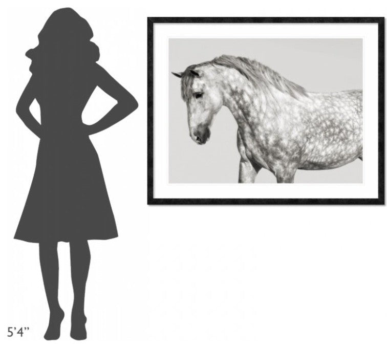 "Leia, Andalusian Pony" Framed Digital Print by Pangea Images, 48x38"