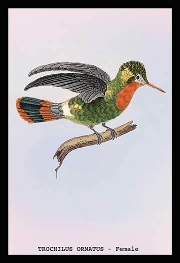 Hummingbird: Trochilus Ornatus - Female- Fine Art Giclee Print 24" x 36"