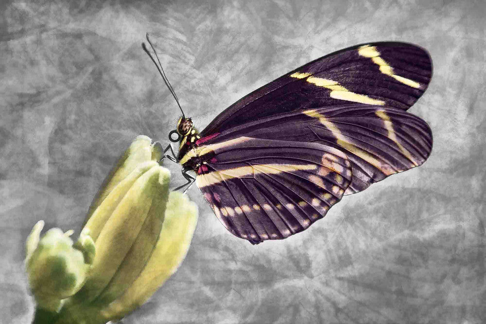 "Tropical Nature" Painting Print on Canvas by Robertson