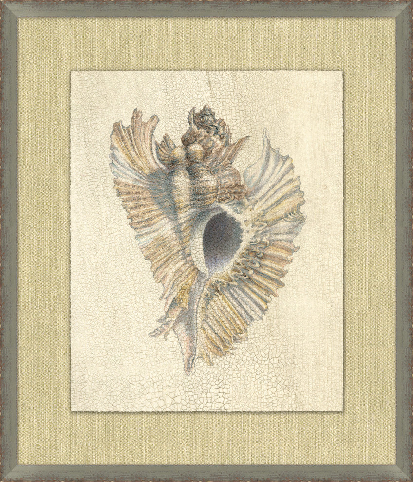 Shell Elegance 3, Giclee Reproduction Artwork