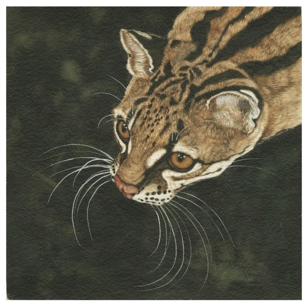 "The Margay" Digital Paper Print by Jacquie Vaux, 32"x32"