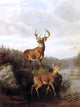 Arthur Fitzwilliam Tait Buck and Doe - 21" x 28" Premium Canvas Print